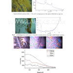fully-automatic-confocal-raman-microscope-with-60001-snr-for-forensic-analysis-4